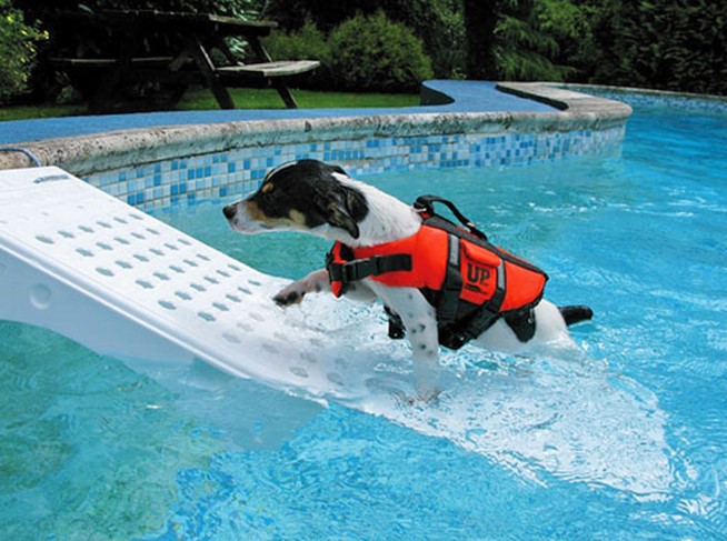 Entre los accesorios para piscinas de venta en PoolPlay, encontrarás rampas salva mascotas para piscinas